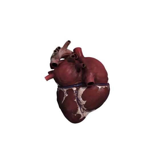 Three dimensional view of human heart back Canvas Art - Stocktrek Images (19 x 11)