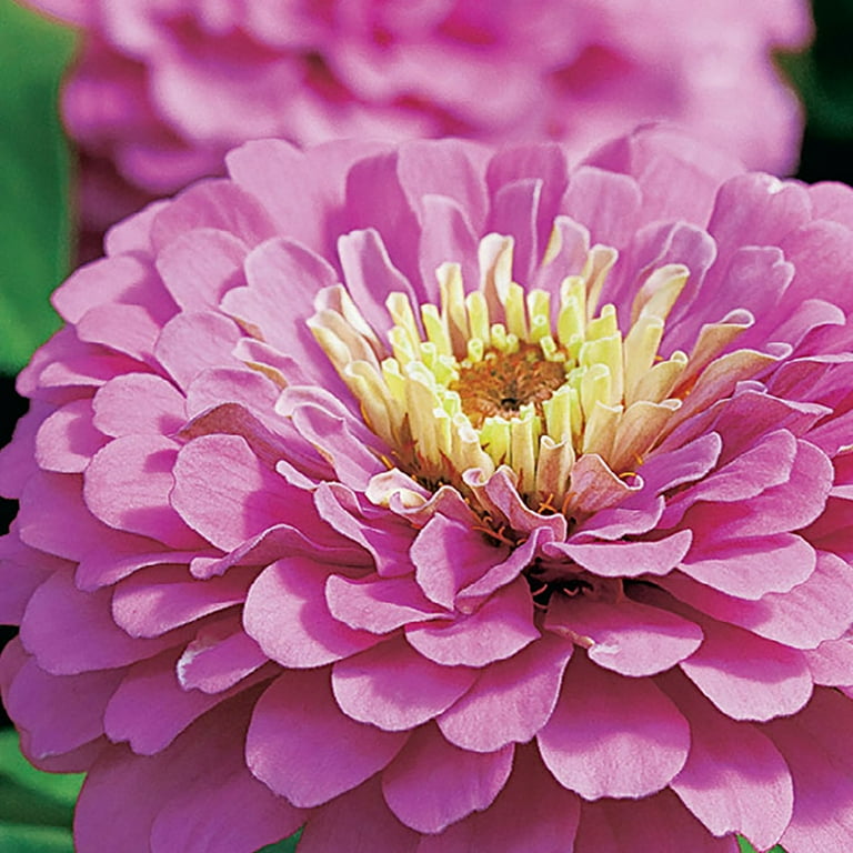 Ferry-Morse 340MG Zinnia Giant Double Violet Queen Annual