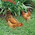 thumbnail image 4 of Brixlen Realistic Hen Acrylic Garden Stake, Lifelike Chicken Yard Art Sign, Weatherproof Animal Ornament for Backyard Patio Lawn Farm Landscape Decoration, 4 of 5