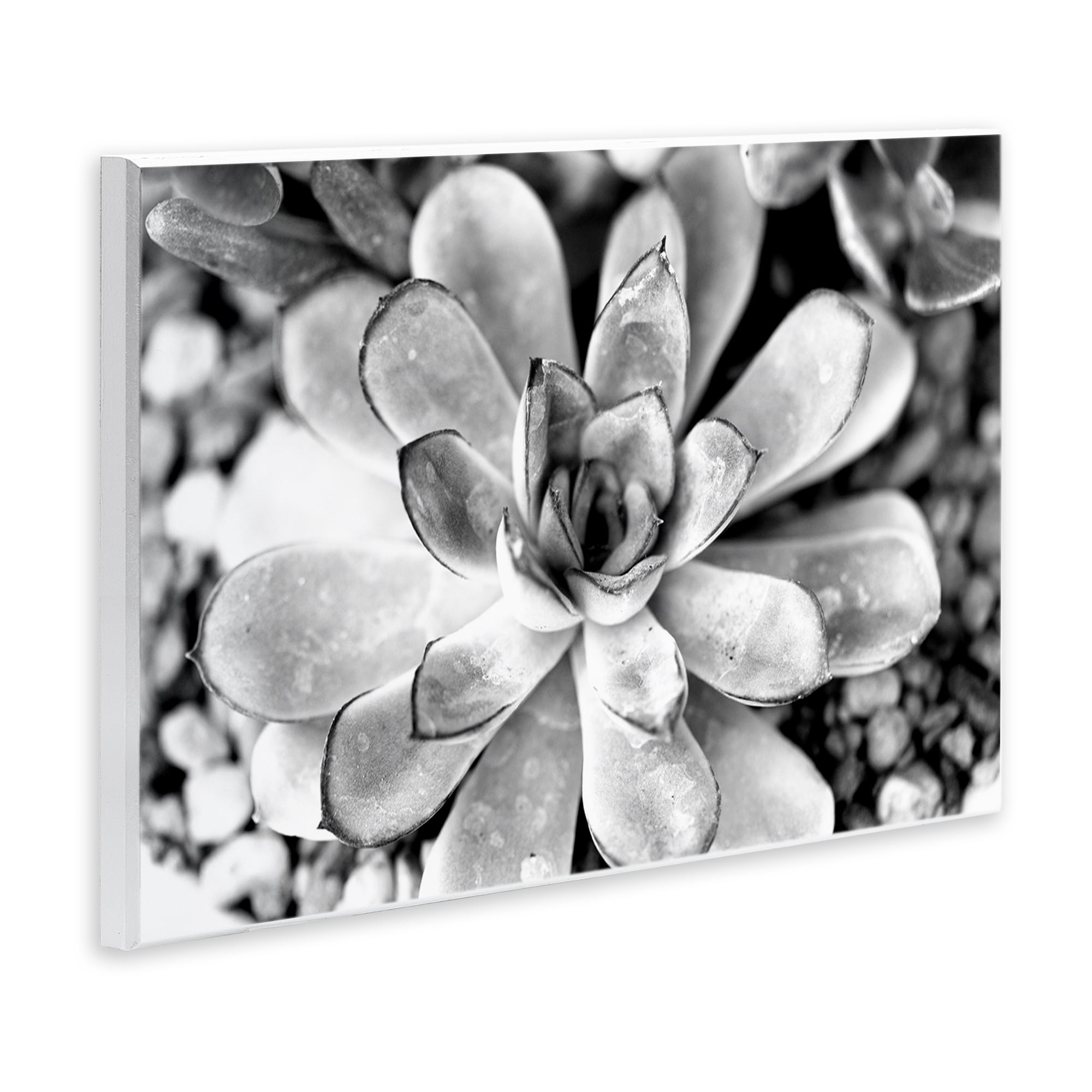 Stupell Industries Monochrome Succulent Leaves Botanical & Floral Photography Unframed Art Print Wall Art, 15 x 10