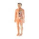 thumbnail image 1 of Modelo de cuerpo humano para niños Figura de anatomía 3D para niños Ayuda para la enseñanza de niños para niños Translúcido, 1 of 9