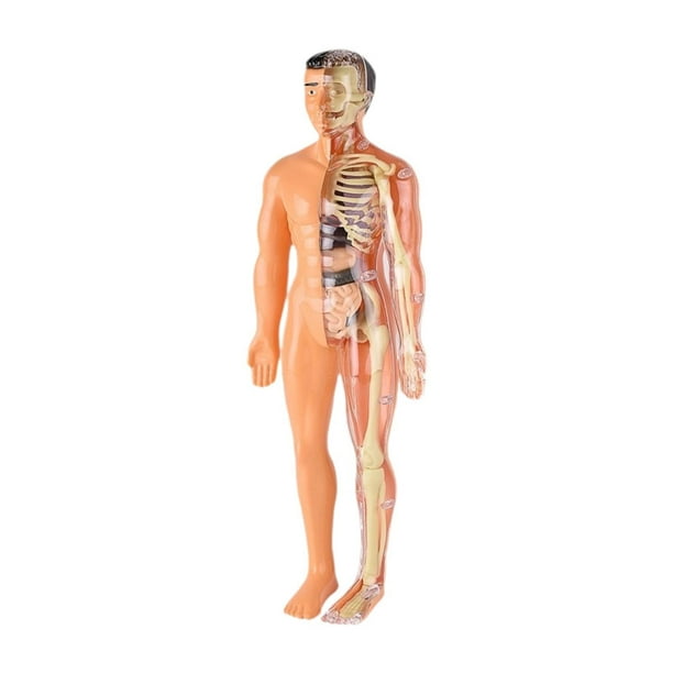 Modelo de cuerpo humano para niños Figura de anatomía 3D para niños Ayuda para la enseñanza de niños para niños Translúcido