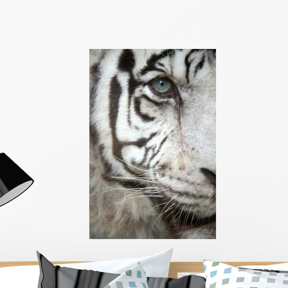 White Tiger Eye Wall Mural Decal by Wallmonkeys Vinyl Peel and Stick ...