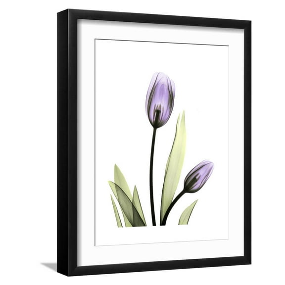Art.com Purple Tulip Portrait 1 Premium Giclee Print by Albert Koetsier, Black Frame Wall Art, 17" x 21"
