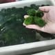 thumbnail image 3 of Bolas de musgo Marimo en vivo para acuarios y peceras | Decoración de acuarios naturales | Absorber impurezas | Apto para principiantes | Seguro para mascotas | Bolas gruesas de musgo de 4 cm, 3 of 7