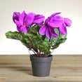 thumbnail image 2 of Northlight 12" Purple Potted Artificial Cyclamen Floral Arrangement, 2 of 3