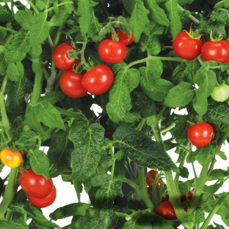 Miracle-Gro AeroGarden Mega Cherry Tomato 7-Pod Seed Kit