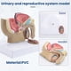 thumbnail image 5 of 1:2 Male Pelvic Sagittal Section Testicular Prostate Bladder Rectal Urinary System Model, 5 of 5