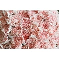 thumbnail image 3 of KaBloom :75 Pink Carnation, Next-Day Delivery, Gift for Every Occasion., 3 of 5