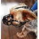 thumbnail image 1 of Bozal de cuero ligero para perros chihuahua, yorkshire terrier, mini pitcher y otros perros pequeños (cuero natural, 00), 1 of 5