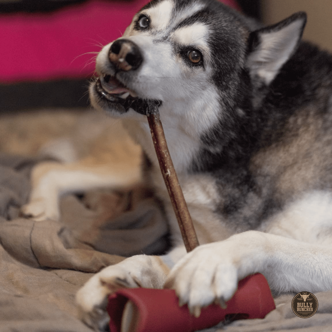 Bully Bunches Premium 12 Inch Standard Bully Stick - 10 Pack