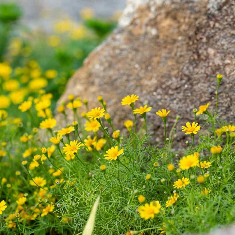 Dahlberg Daisy Seeds - Thymophylla Tenuiloba Ground Cover Seed