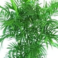 thumbnail image 2 of Bamboo Palm - Live Plant in a 4 Inch Growers Pot - Chamaedorea Seifrizii - Rare Palms from Florida, 2 of 5