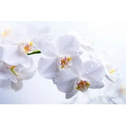 Phalaenopsis Orchid White Plant 4-8 Tall Rooted 2.5 Pot No Bloom, Indirect Sun to Shade