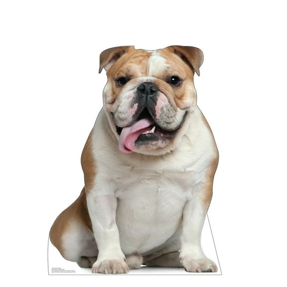 Advanced Graphics 5208 36 x 27 in. English Bull Dog Life-Size Cardboard Cutout