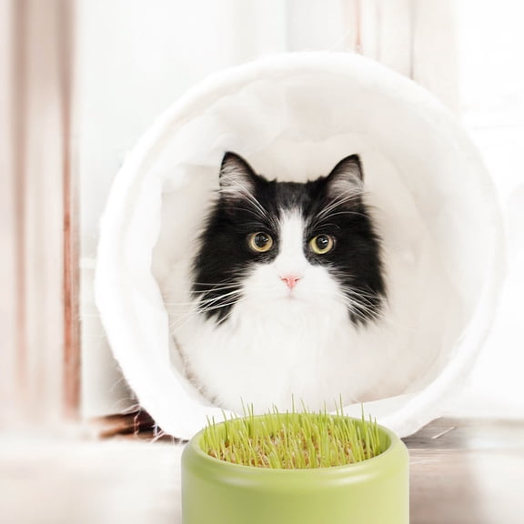 OULII Indoor Cat Grass Box Plastic Light Green For Balcony Use 1Pcs