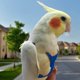 thumbnail image 5 of Arnés ajustable para loros, correa para mascotas, cuerda antimordida, correa elástica para pájaros, loros, cacatúas, guacamayos, 5 of 5