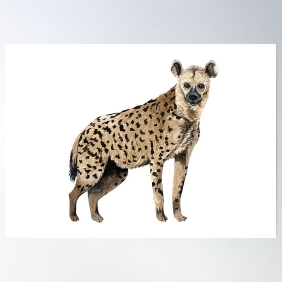 Spotted Hyena-Crocuta Crocuta Poster Wall Art, Modern Wall Decor For Living Room Bedroom, 8x12 UNFRAMED