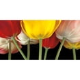 thumbnail image 3 of Frank, Assaf 24x14 Black Modern Framed Museum Art Print Titled - Sunshine Tulips, 3 of 5