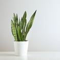 thumbnail image 4 of Snake Plant 'Zeylanica', 4 of 8