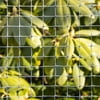 Expert Gardener Plastic Netting, Gray, 24" x 50' Roll