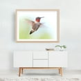 thumbnail image 6 of Ruby-Throated Hummingbird - Photography Bird Wildlife Nature Animal Scenic Woodland Insect Unframed Wall Art Print 20 x 28 inches, 6 of 7