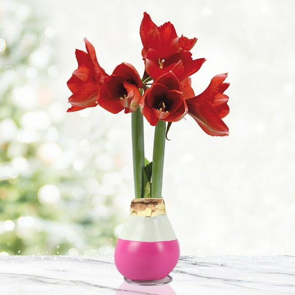 Hugs and Kisses Waxed Amaryllis Flower Bulb with Stand, No Water Needed