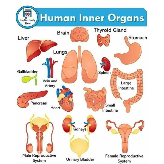 Human lnner Organs poster Suitable for medical education posters for students, and can also be used as classroom and hospital office decoration