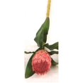 thumbnail image 1 of Distinctive Designs DW-410-MV DIY Fleur Mauve Medium Protea - Pack de 12, 1 of 1
