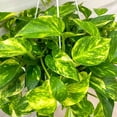 thumbnail image 2 of Golden Pothos Hanging Basket - Live Plant in an 8 Inch Hanging Basket - Epipremnum Aureum - Stunning Houseplant with Unique Foliage - The Perfect Air Purifying Houseplant Companion, 2 of 6