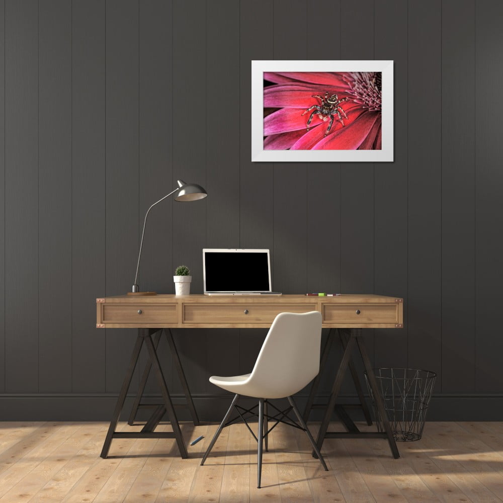 Jones, Adam 14x11 White Modern Wood Framed Museum Art Print Titled - Bold Jumping spider