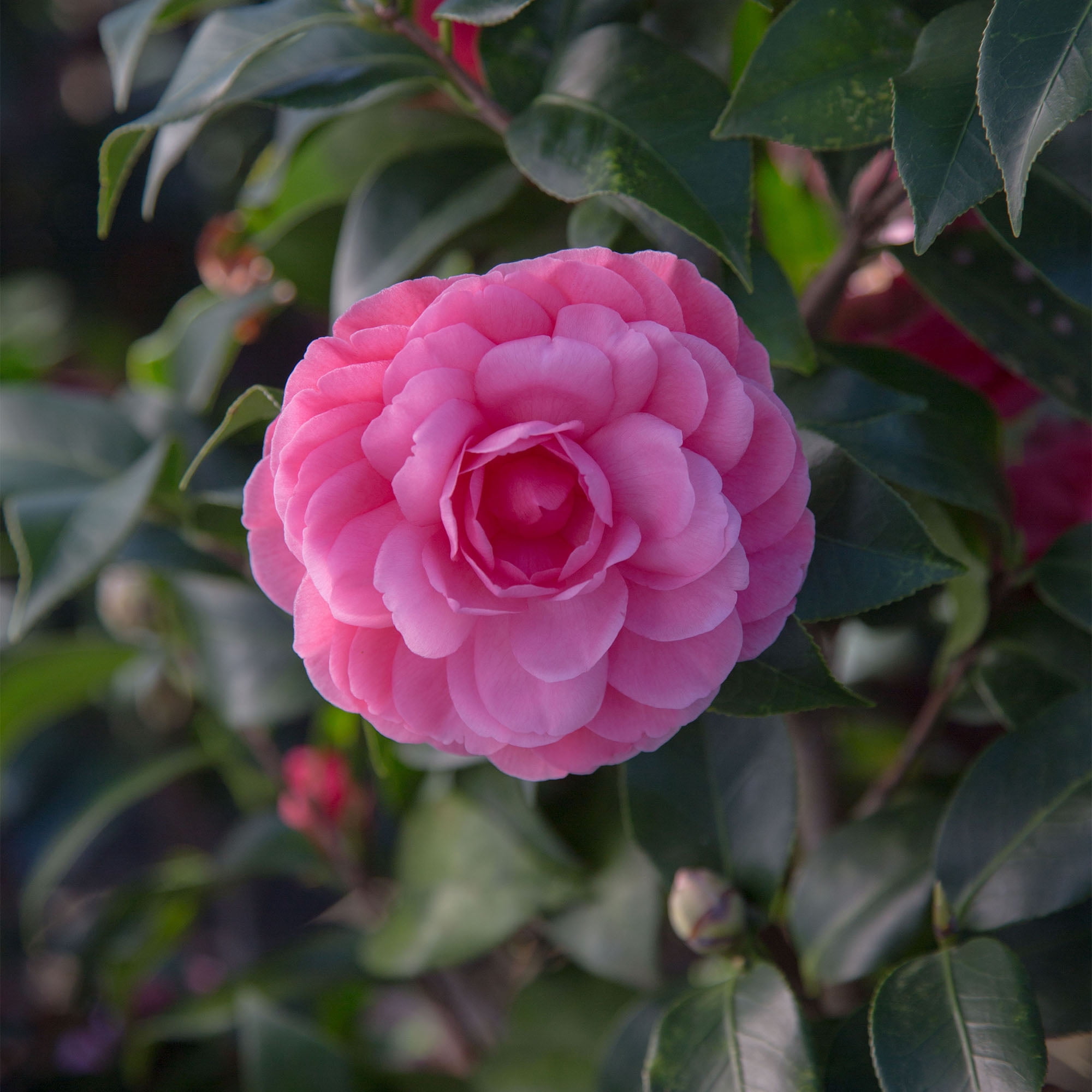 Southern Living Camellia Early Wonder Live Shrub in 1-Gallon Grower Pot