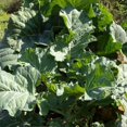 thumbnail image 4 of Earthcare Seeds - Collard Greens Georgia Southern 1000 Seeds (Brassica Oleracea) Heirloom - Open Pollinated., 4 of 5