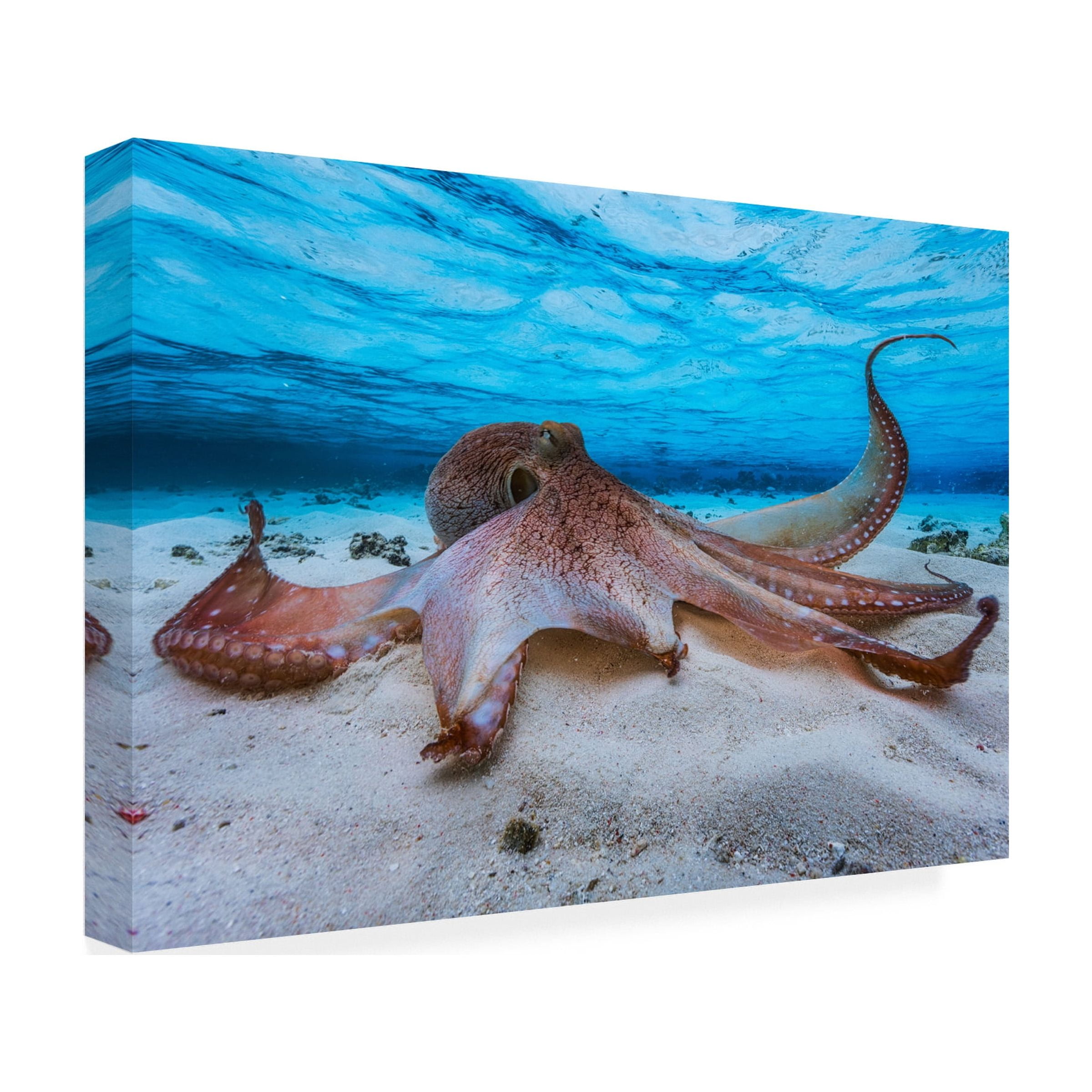 Barathieu Gabriel 'Octopus' Canvas Art