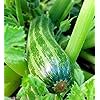 thumbnail image 4 of Isla's Garden Seeds 30 Cocozelle Zucchini Summer Squash Seeds, Non GMO Seeds, 4 of 8