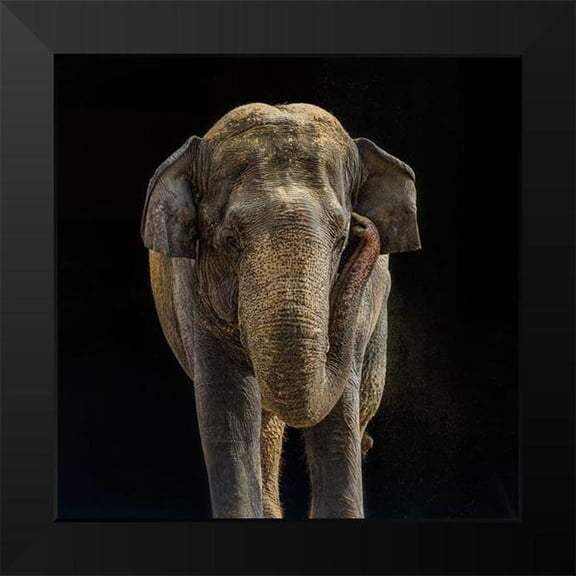 Mason, Adam 12x12 Black Modern Framed Museum Art Print Titled - Asian Elephant
