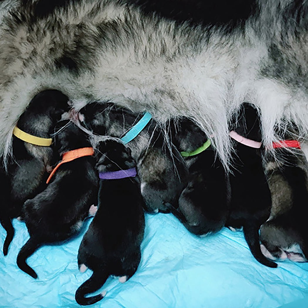 Nobrand Puppy Id Collars Nylon 15pcs Colorful Puppy Whelping Collars Newborn Pet Collars Multicolour