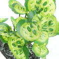 thumbnail image 2 of IFANLANDOR 1 Set Aquarium Artificial Plant Goldfish Plant Plastic Simulation Style Fish Keeping, 2 of 4