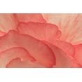 thumbnail image 2 of Crane, Rita 18x13 Gold Ornate Wood Framed with Double Matting Museum Art Print Titled - Pink Begonia Petals II, 2 of 4
