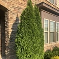 Emerald Green Arborvitae Live Shrub