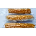 thumbnail image 3 of Farmers Popcorn Cob - Microwave Pops Off the Cob- 3 Pack All Natural - No Additives- Kansas Grown- NON GMO 2.5 Oz (70 G), 3 of 3