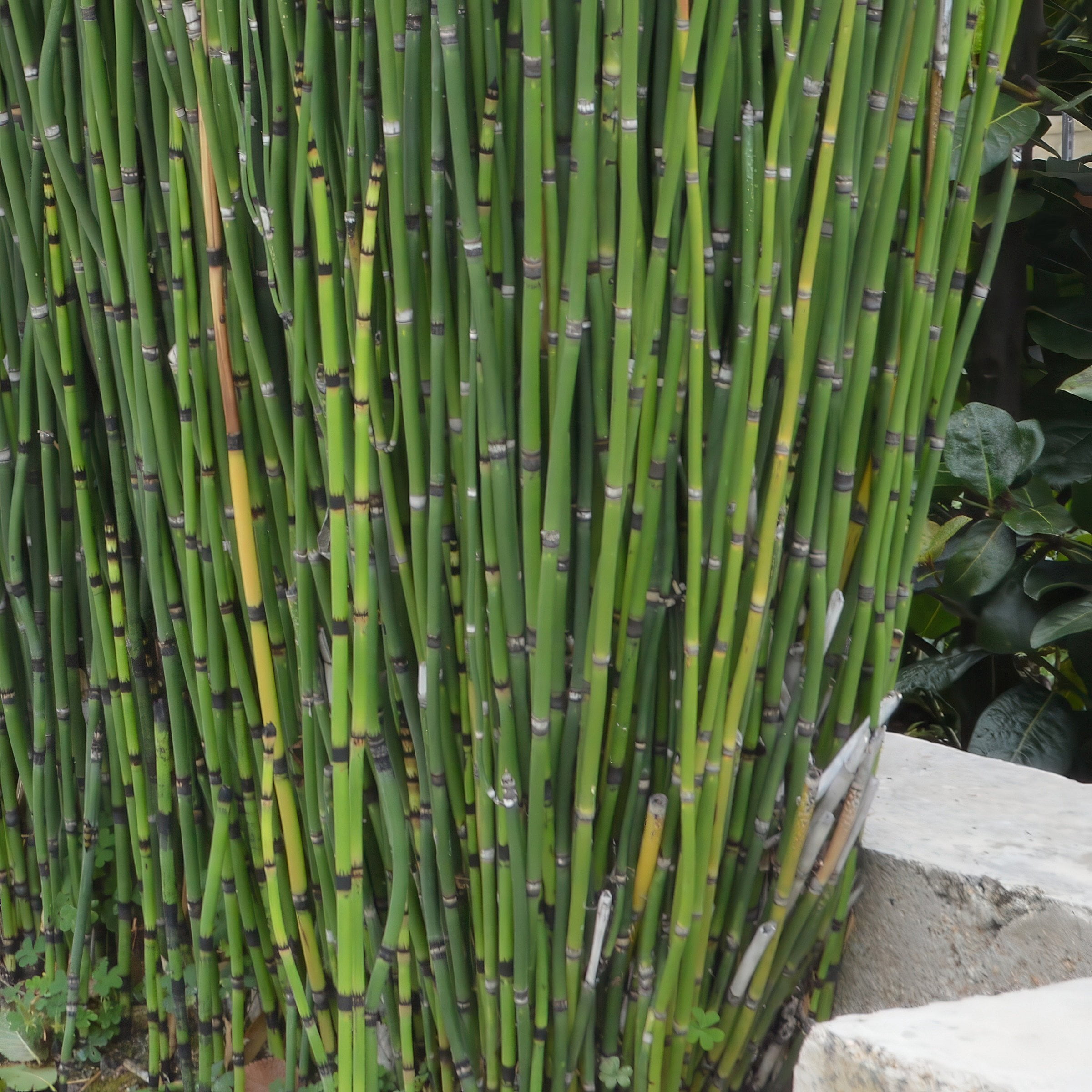 1 gal. Equisetum Horsetail Plant