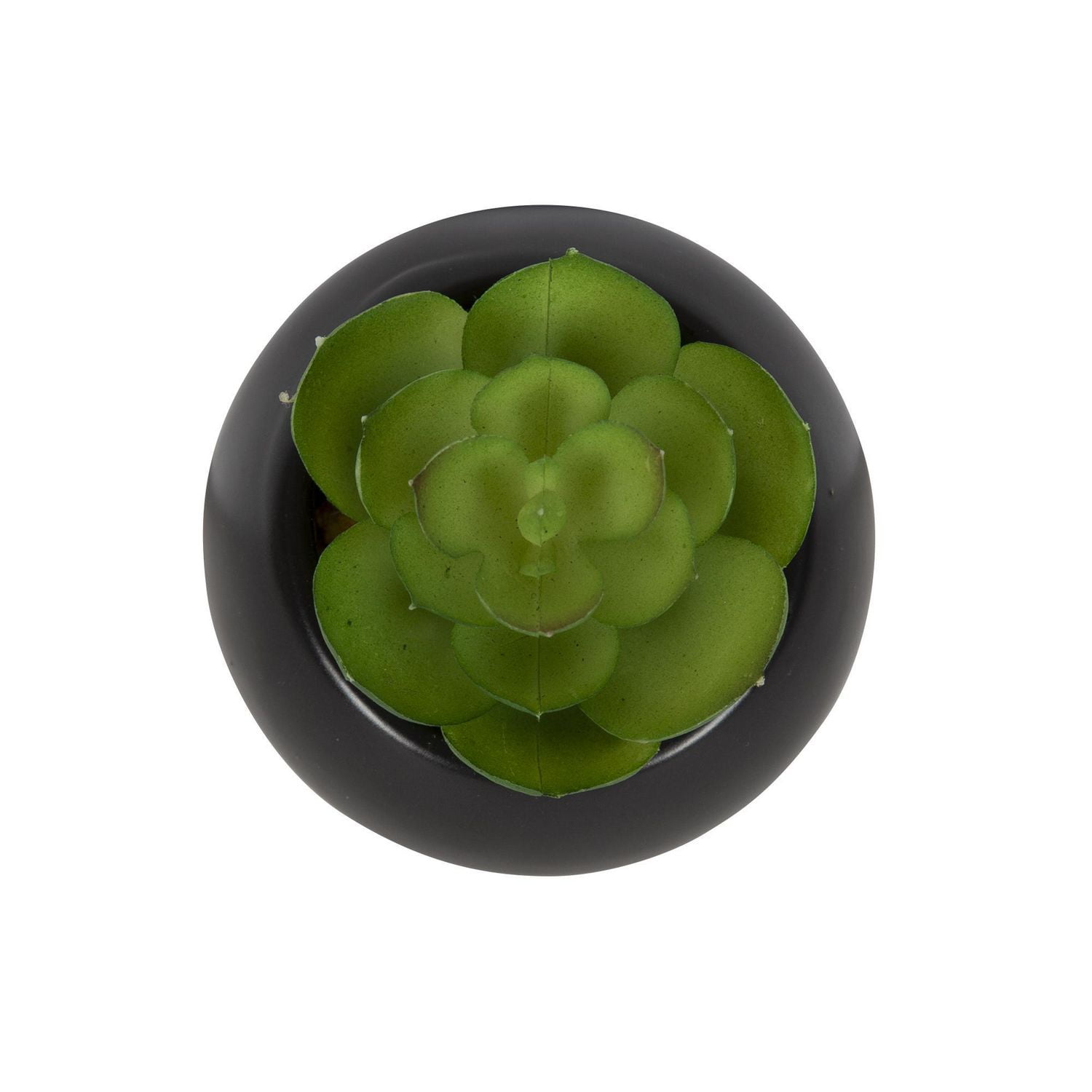 Mantu Succulent with Black Round Pot