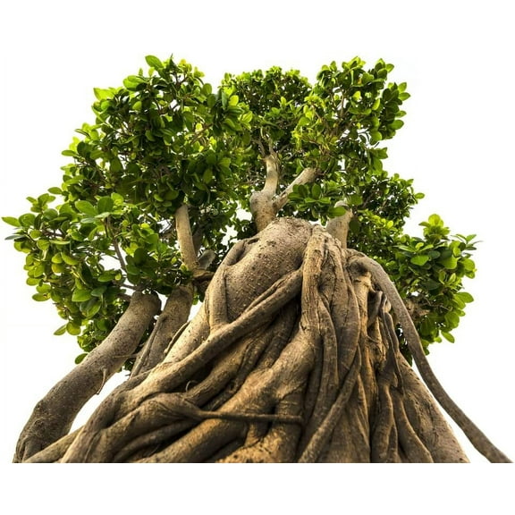 CZ Grain 20 Indian Banyan Bonsai Tree Plant Seeds