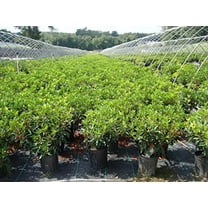 Carousel Mountain Laurel