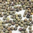 thumbnail image 4 of True Leaf Market 75 Speckled Pea Sprouting Seeds, Certified Organic Non-GMO, 4 of 4