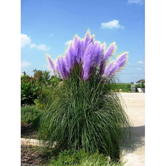 Topboutique Rare Purple Grass Seeds (100 Count)