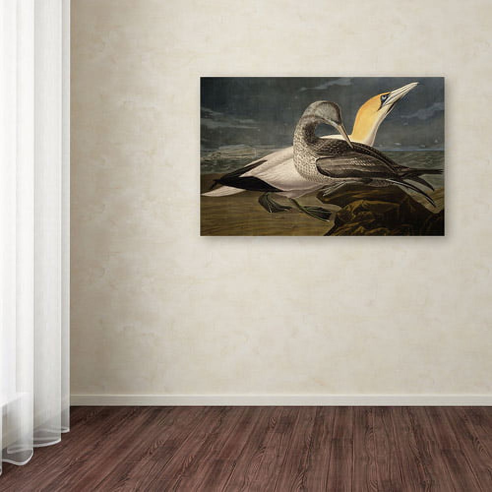 Trademark Fine Art "Gannets" Canvas Art by John James Audubon