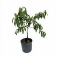 thumbnail image 2 of Rollinia TREE GRAFTED (2-4 Feet Tall). SHIP TO ALL STATES, 2 of 6