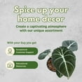 thumbnail image 6 of Alocasia Black Velvet, Jewel Alocasia in a 4 inch Pot, Healthy, 6 of 8